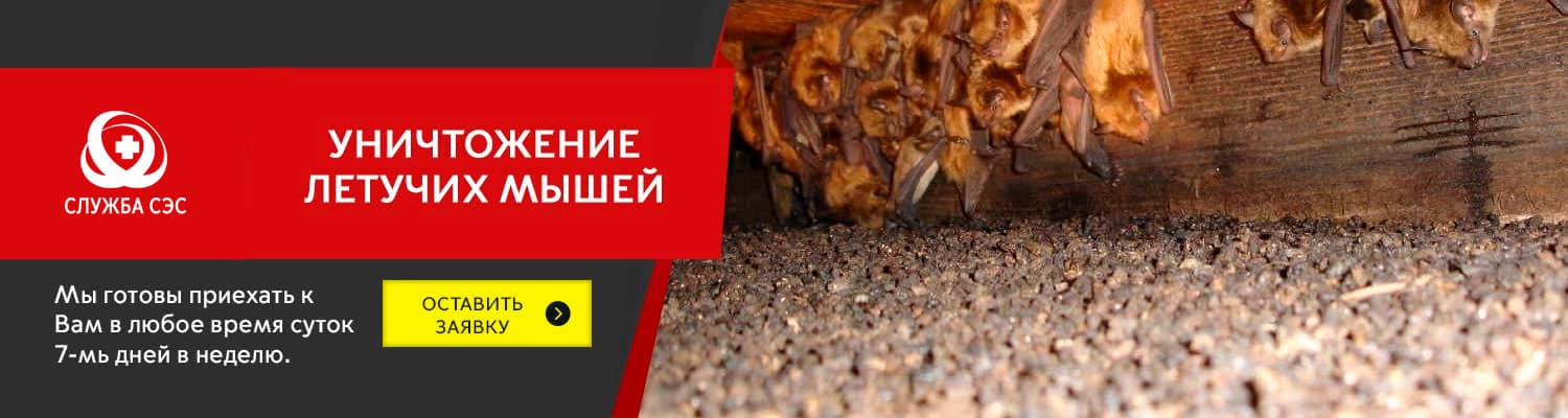 Уничтожение летучих мышей в Электрогорске